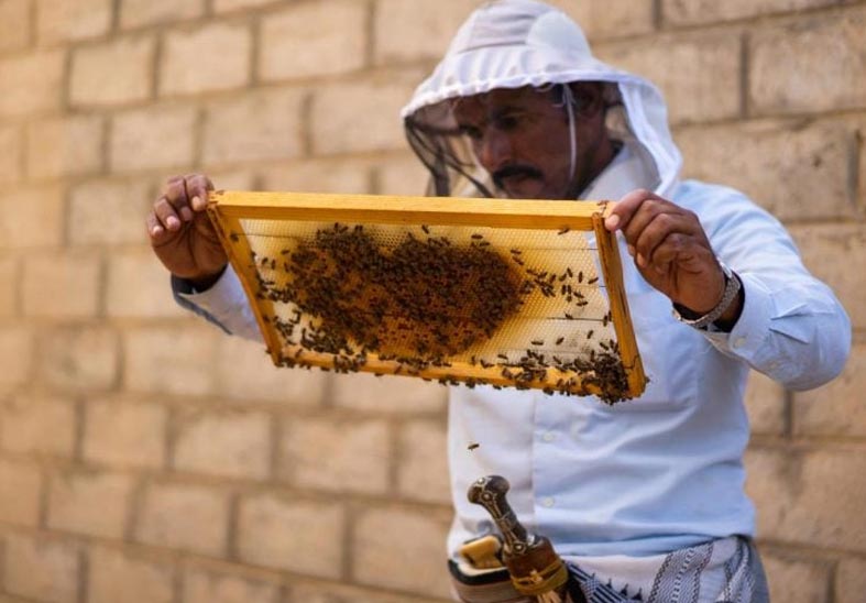 عسل اليمن... تراث يعود لقرون قبل الميلاد 