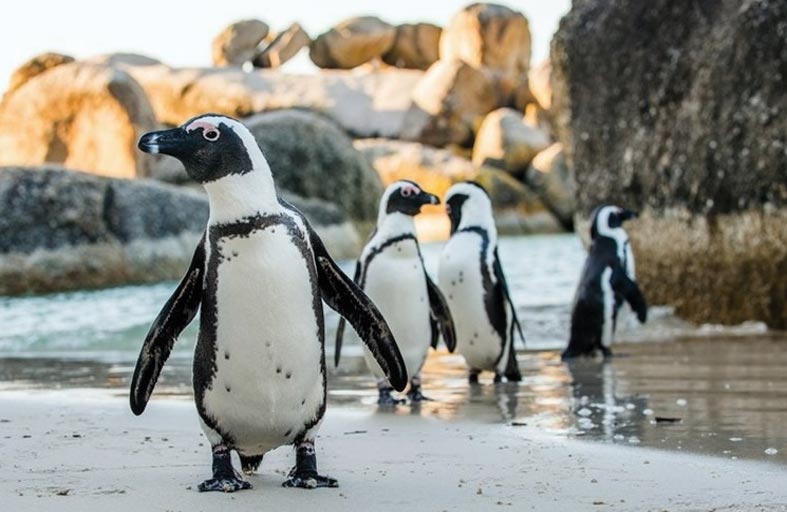 علماء يطلقون تحذيراً حول مصير البطريق