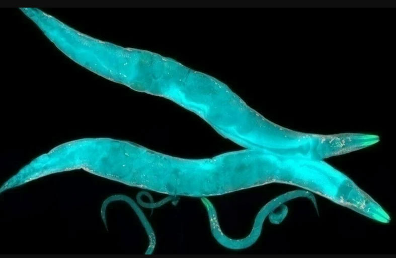 دودة تستيقظ بعد تجمدها لمدة 46 ألف عام!