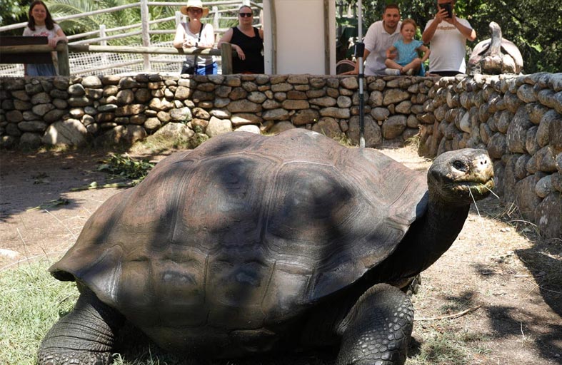 ولادة سلحفاة عملاقة مهددة بالانقراض 
