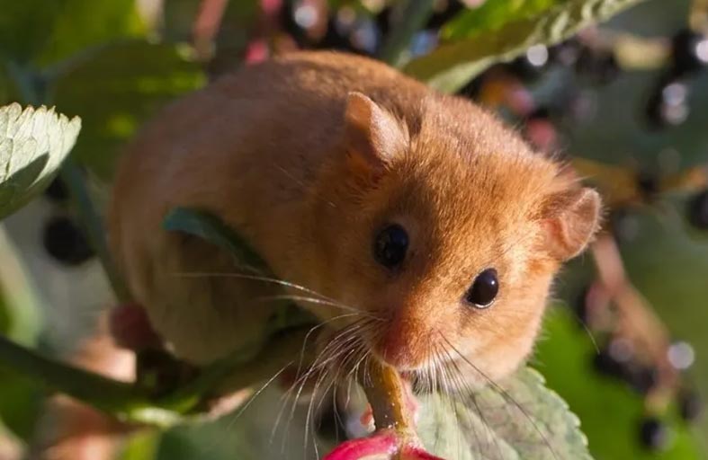 فأر يقطع الكهرباء عن مطار فرانكفورت 