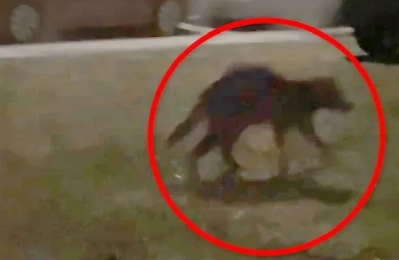 كائن غريب يُثير الرعب في أمريكا