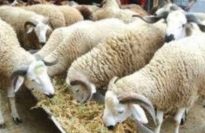 استخدام المضادات الحيوية في تربية المواشي قد يزيد بنسبة 30 %