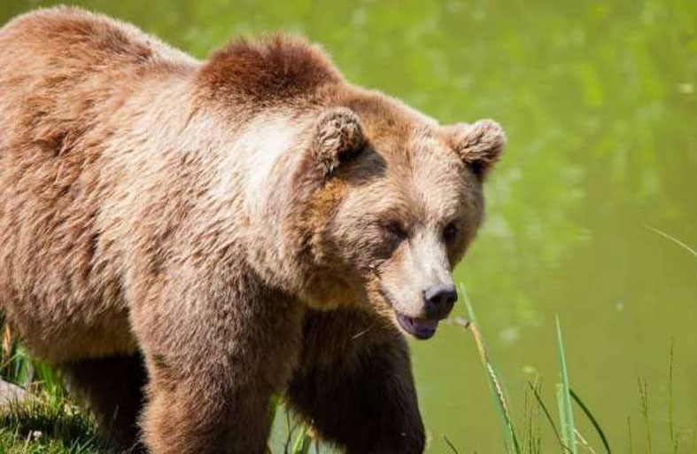 دب يقتّل شاباً في جبال إيطاليا