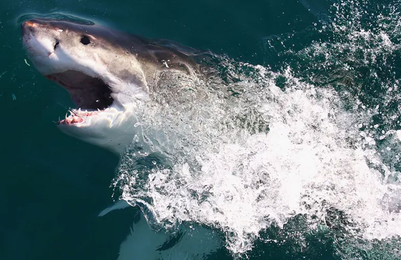 هجمات أسماك القرش.. تقرير 2023 يدق ناقوس خطر