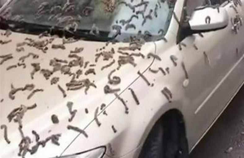 شوارع بكين تغزوها الديدان..وخبراء يكشفون اللغز