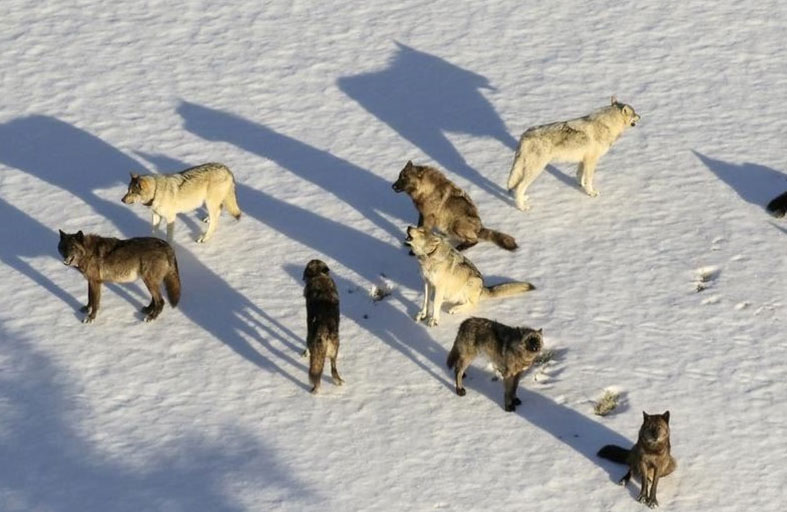 علماء يتتبعون أطول رحلة لذئب عبر أوروبا