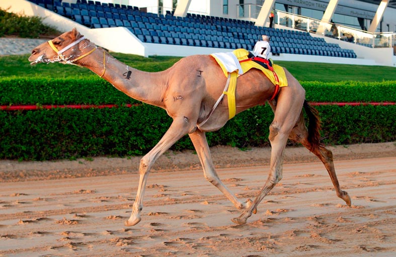 «حشيمة» الهاملي أميرة للحول و «سلهود» ملك الزمول بالمرموم في دبي 