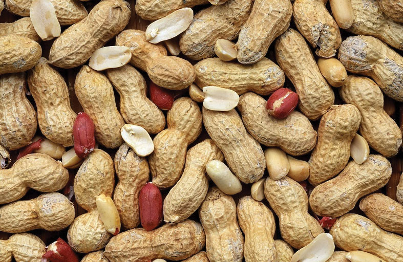   الفول السوداني