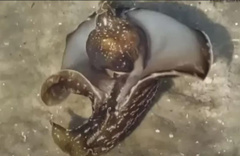 مخلوق غريب يحير خبراء البحار