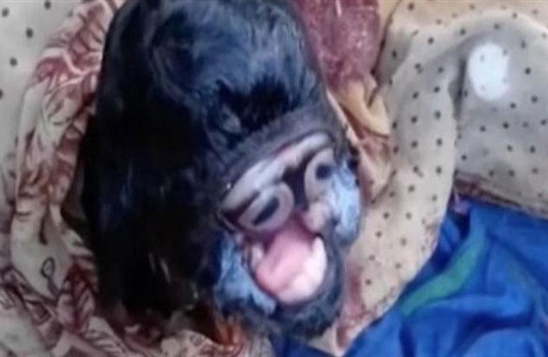 ماعز ولدت بعين واحدة تتحول لإله في الهند