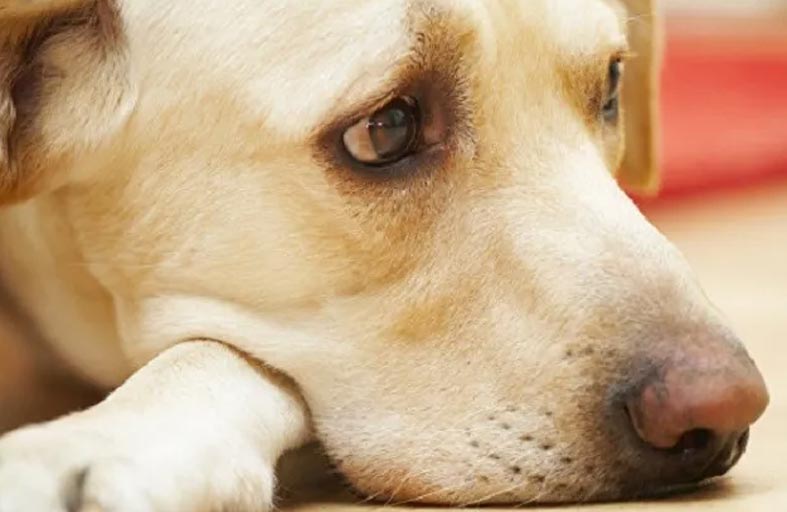 دراسة: الكلاب تبكي من الفرح