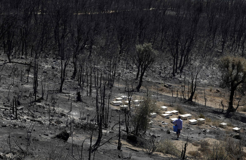 حركة نزوح كبيرة في اللاذقية مع تجدد حرائق الغابات