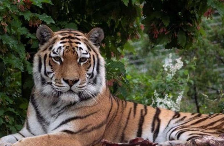 نمر يهاجم طفلا ويقطع إصبعه