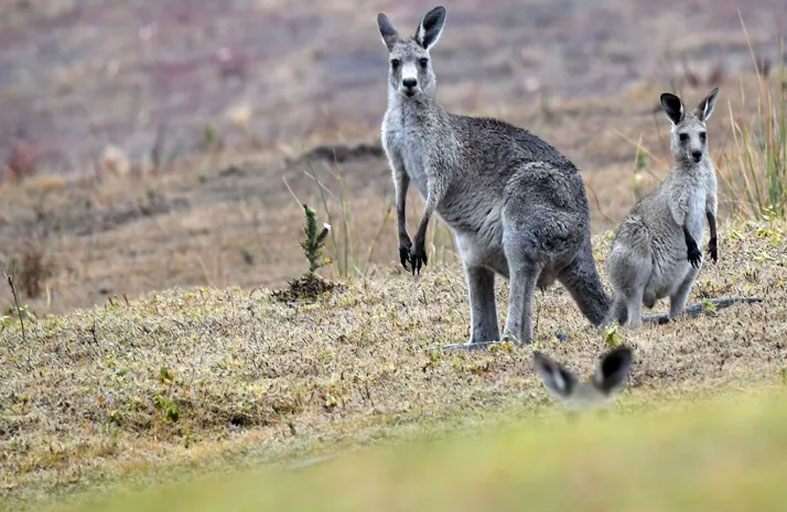 «نايكي» تلبي مطالب نشطاء حقوق الحيوان بشأن الكنغر