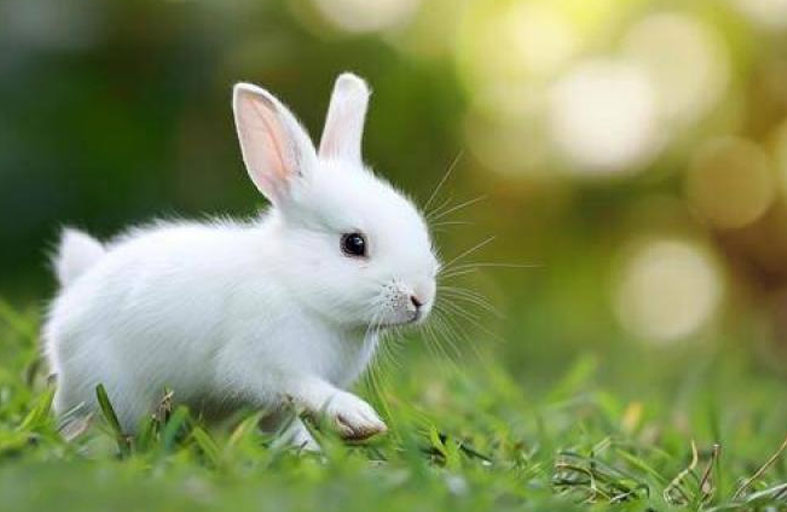 أرنب يربك حركة الطيران 