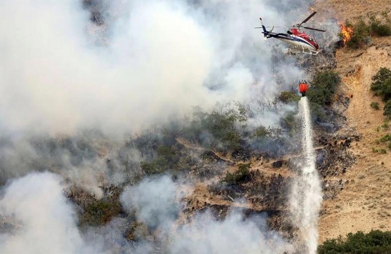 حاول حرق العنكبوت فأحرق الغابة