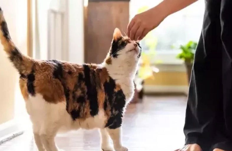 القطط  قادرة على التمييز بين أصحابها والغرباء عبر الروائح