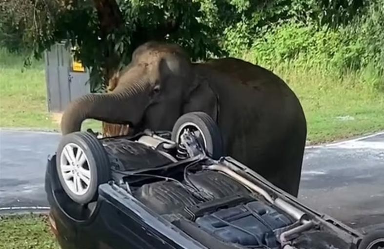 فيل جائع يقلب سيارة عائلة