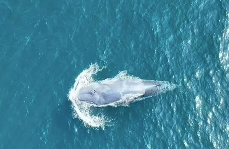 للمرة الثانية في التاريخ.. رصد أندر حوت في العالم