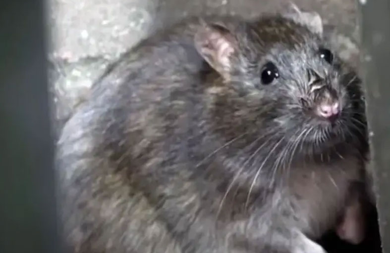 فئران بحجم الكلاب تثير الذعر 