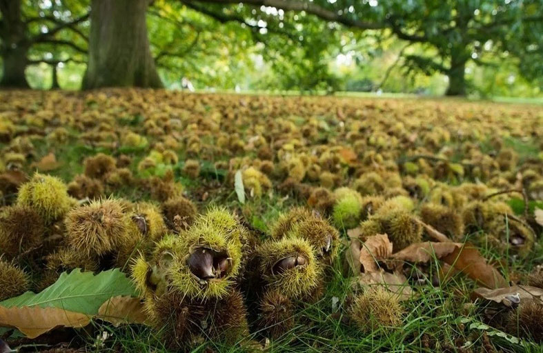 771 نوع من النباتات مهددة بالانقراض 