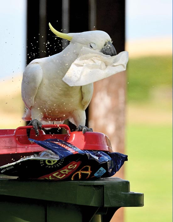 ببغاء كوكاتو يبحث عن طعام في سلة قمامة بالقرب من مطاعم في مدينة ولونجونج الساحلية في نيو ساوث ويلز بأستراليا. (ا ف ب)