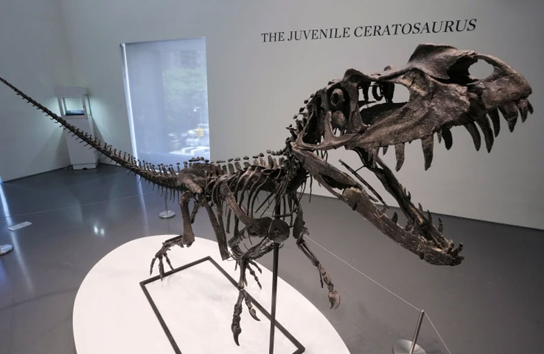 هيكل ديناصور نادر يباع بمبلغ خيالي