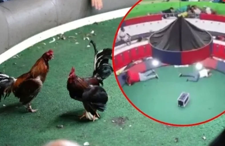 11 قتيلاً في حلبة مصارعة للديوك 