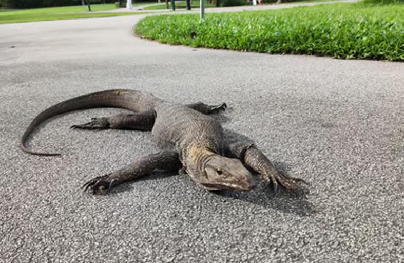 سحلية ضخمة في شوارع فلوريدا