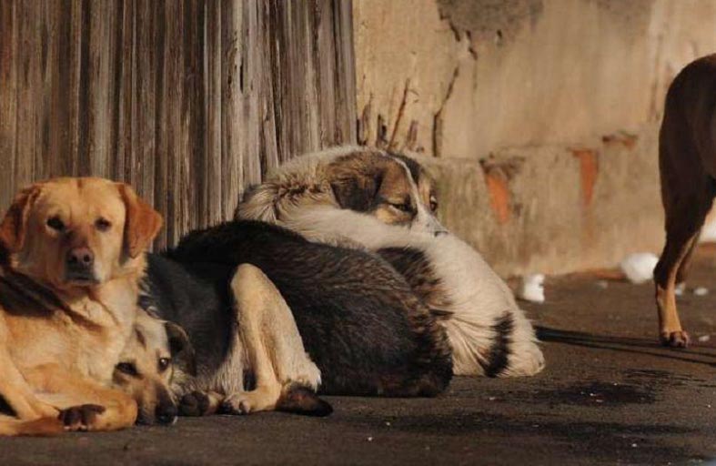 كلاب ضالة تقتل رجلاً بعد صلاة الفجر