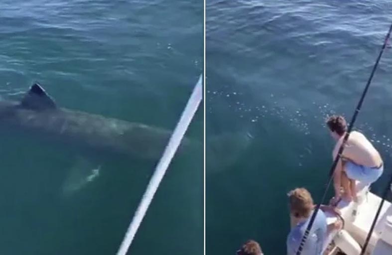 يقفزان فوق سمكة قرش