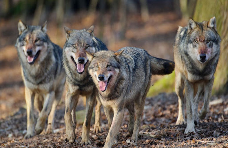 إغلاق حديقة حيوانات بعد هروب 9 ذئاب