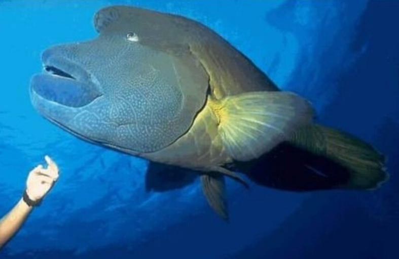 سمكة نابليون على طاولة البرلمان المصري