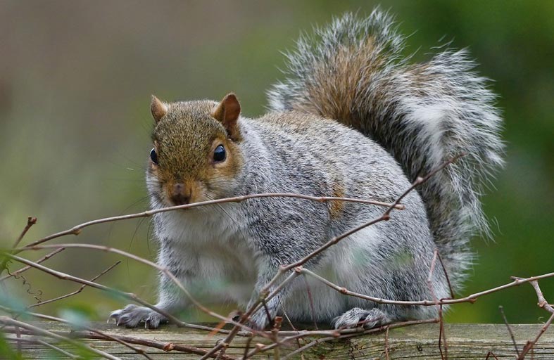 حملة واسعة لإنقاذ سنجاب 