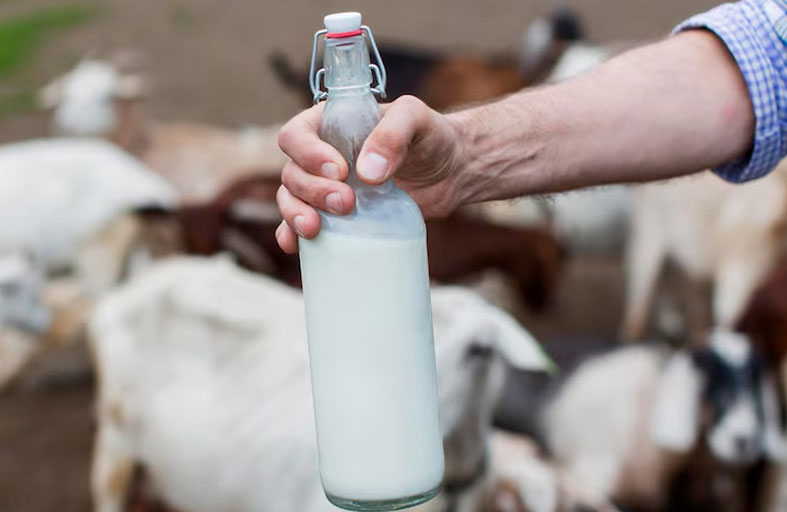 حليب الماعز.. فيتامينات طبيعية وترطيب  عميق للبشرة دون آثار جانبية