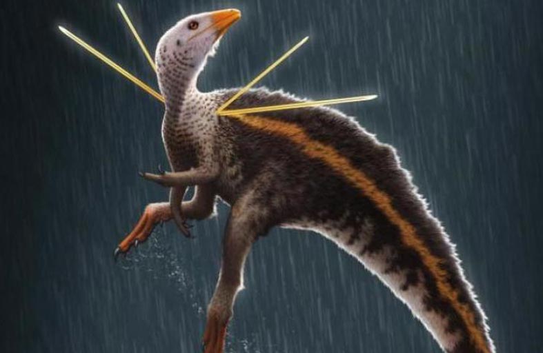 ديناصور في حجم الدجاجة