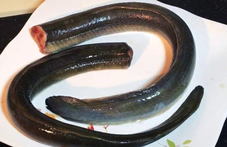 ثعبان بحر مشوي يقتل امرأة ويصيب 140 بالمرض