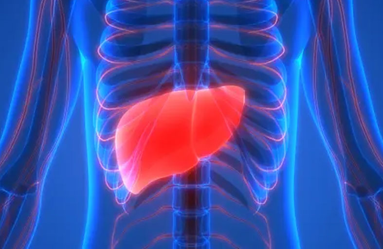 اكتشاف سلاح غير متوقع في الحرب ضد سرطان الكبد