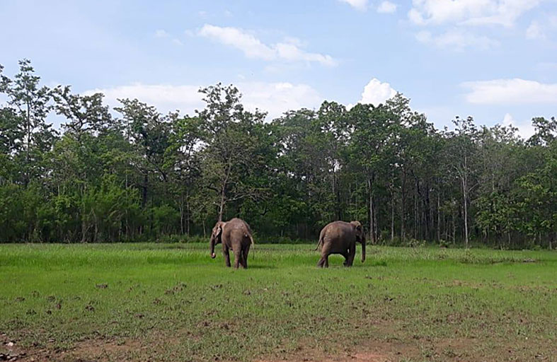 فيلان مقيّدان بالسلاسل يثيران تأثراً في فيتنام 