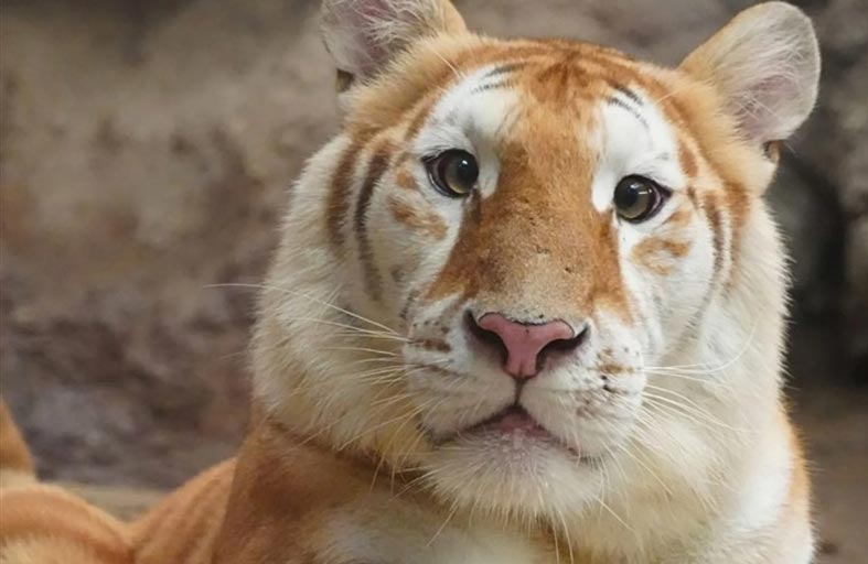 أنثى نمر «ذهبي» بعلامات وراثية غريبة 