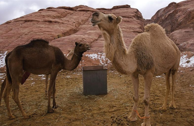 رجال يواجهون السجن بتهمة تشويه جمل