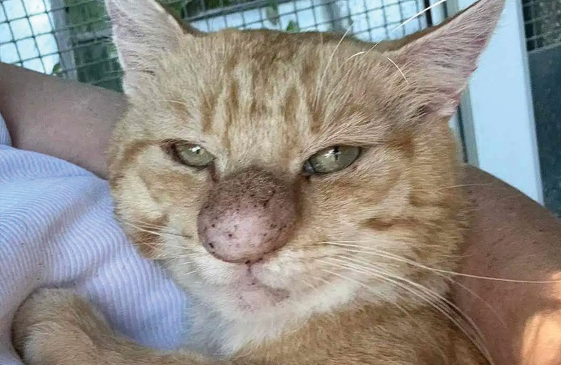 بأنفه الكبير.. القط «بارني بابل» يخطف الأضواء 