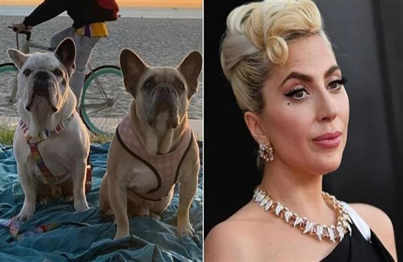 السجن لرجل ثان من خاطفي كلاب غاغا 