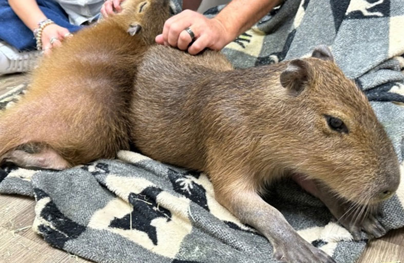 مقهى يمنحك عناق أكبر القوارض في العالم