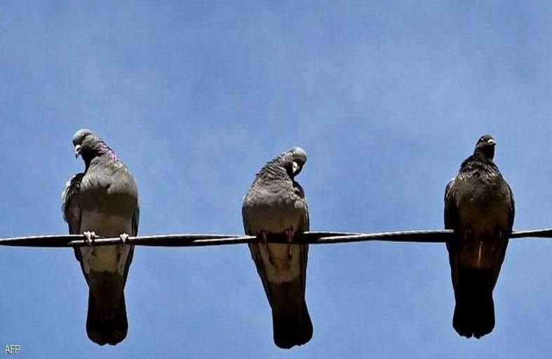 الحمام الانتحاري.. هل ينجح في وقف خطر طائرات الدرون؟