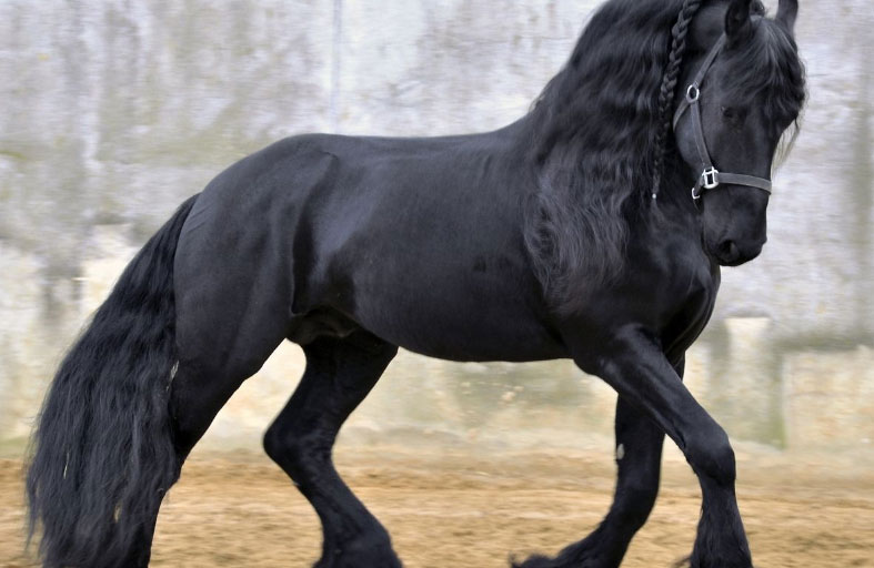 شعر خيول سباق للبيع بـ 60 ألف دولار