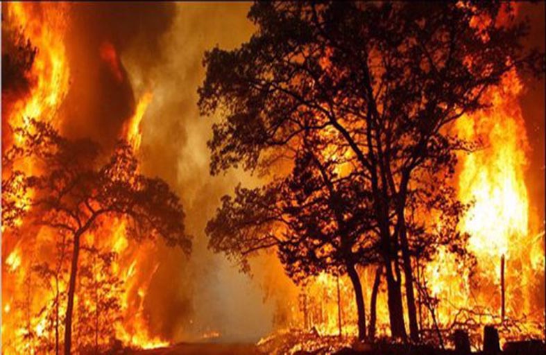 حريق غابة بعد انفجار مستودع للذخيرة 