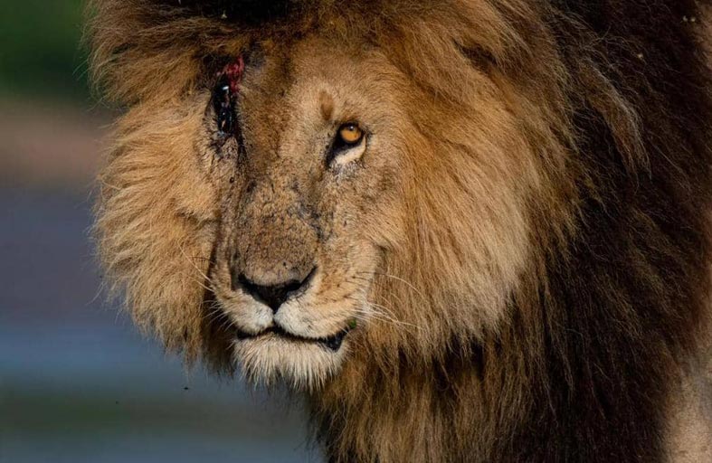 وسائل التواصل تودع الأسد ذو الندبة