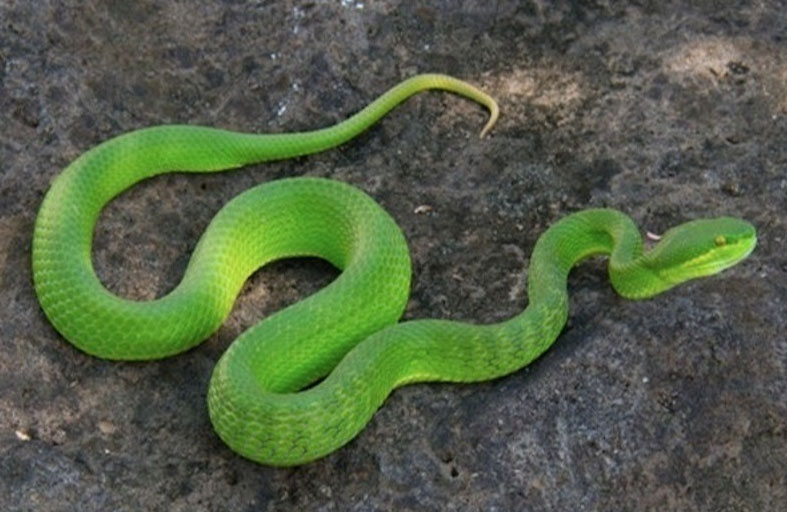 اكتشاف نوع جديد من الثعابين الخطيرة 